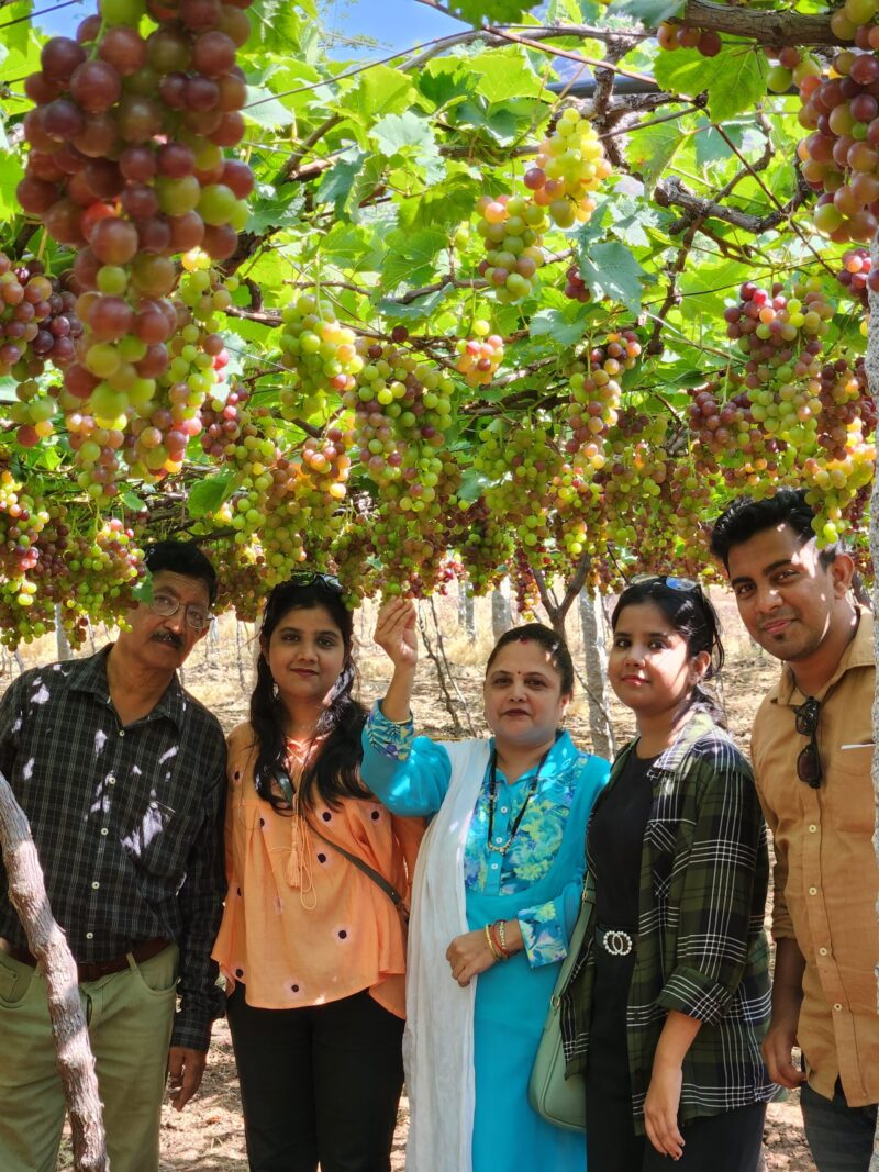 grapes cultivation